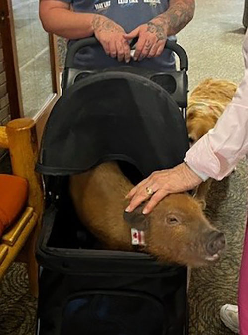 Donald Making Friends